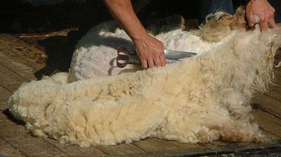 Летняя стрижка: в Крыму подстригут баранов