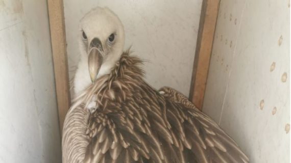 «Он был болен и потому вылетел далеко на север»: Как в Крым из Архангельска доставили редкую хищную птицу