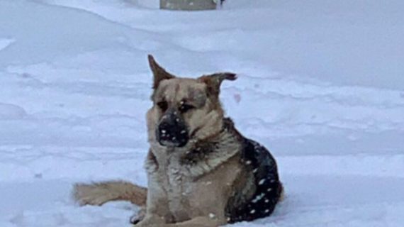 В Крыму появился местный Хатико - пёс, который ждёт умершего хозяина около года