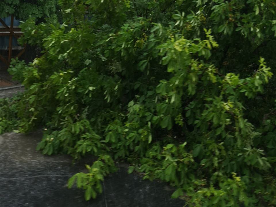 В Симферополе дерево упало на проезжую часть. Фото
