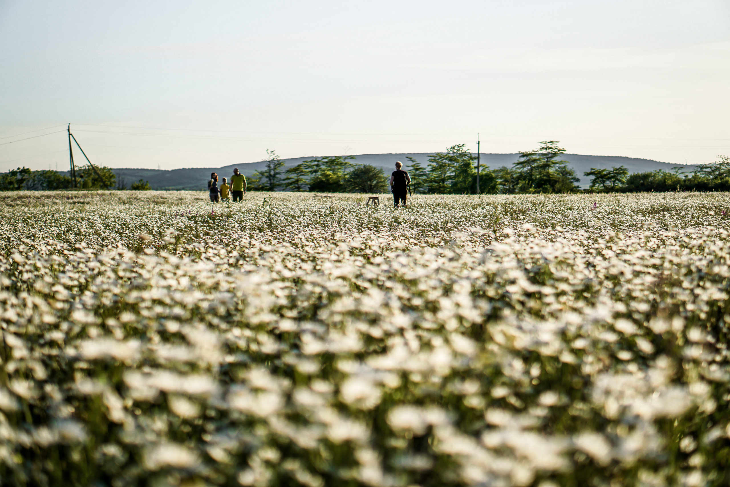 Ромашковые поля в Крыму: когда цветут и куда ехать фотографироваться