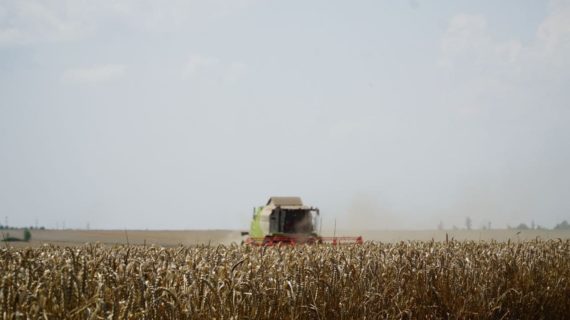 Крымские аграрии собрали 824 тысячи тонны зерновых и зернобобовых культур