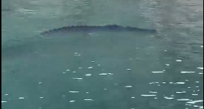 «Все наши находятся на работе»: В Ялтинском крокодиляриуме прокомментировали видео с плавающим в море крокодилом