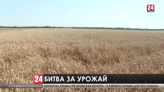 В Крыму пик уборки зерновых. Какие перспективы у аграриев?
