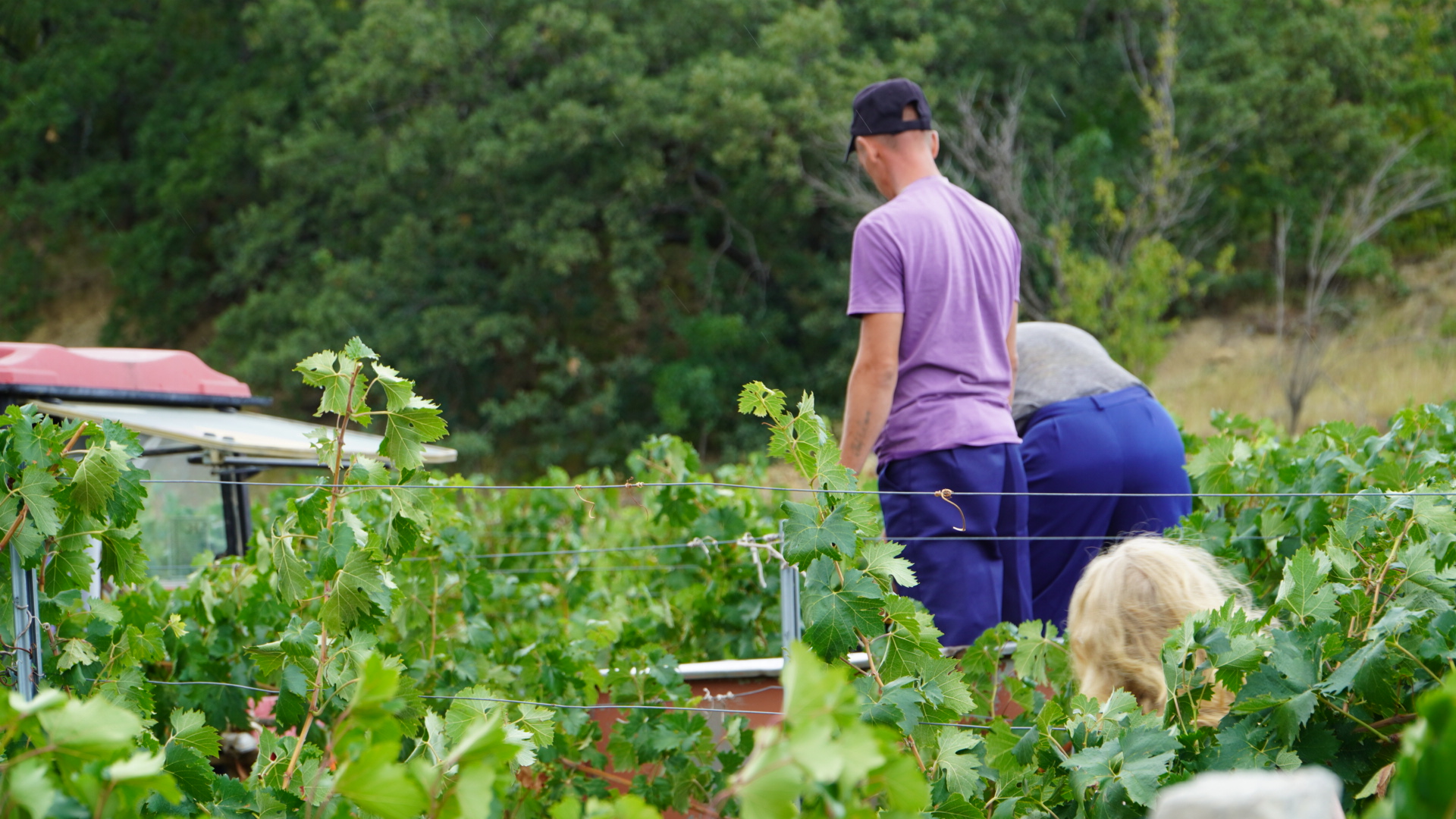 Около тысячи тонн винограда соберут в этом году в Солнечной Долине под Судаком