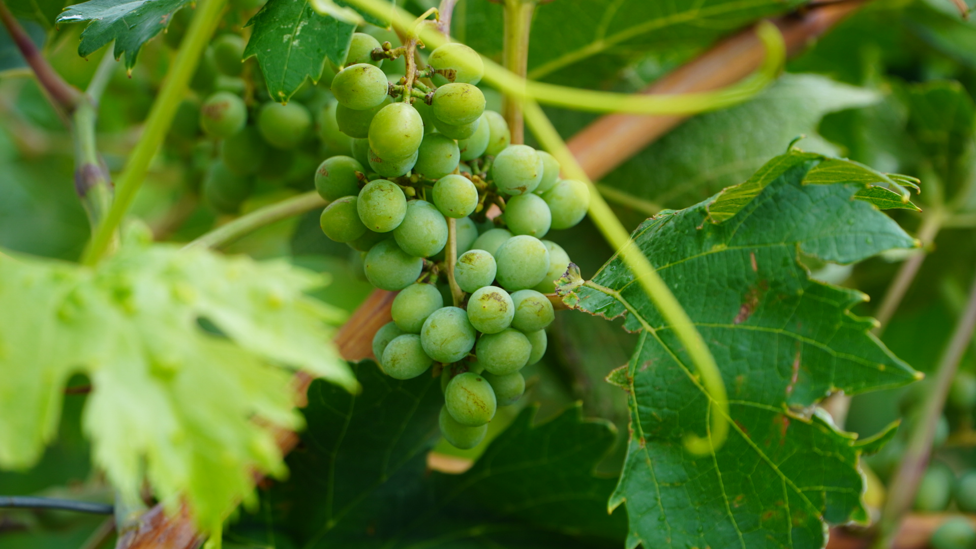 Аграрии Крыма для высадки винограда заготовили почти 3 миллиона саженцев