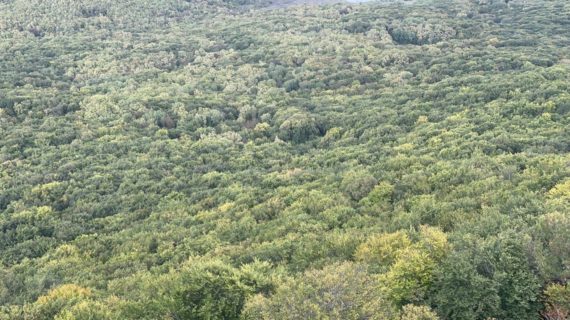 В лесных питомниках Крыма вырастят более 2 миллионов саженцев