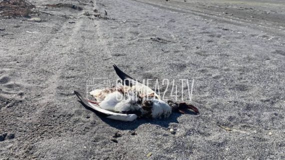 Госкомветеринария: инфекция не виновата в массовой гибели птиц на побережье Сиваша