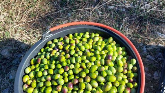 Министр сельского хозяйства РФ оценил крымское оливковое масло