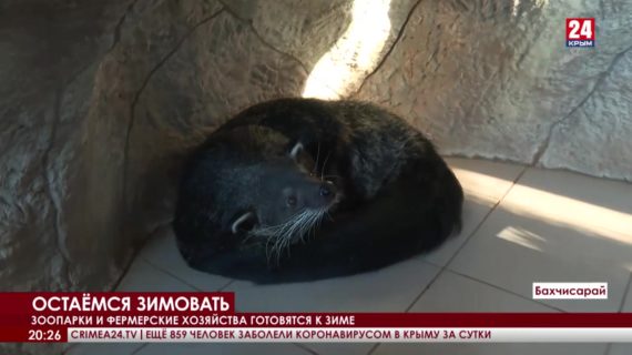 Обитатели крымских зоопарков набирают вес и переезжают в тёплые зимники