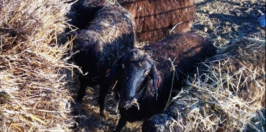 В Крыму появилась новая мясная порода овец