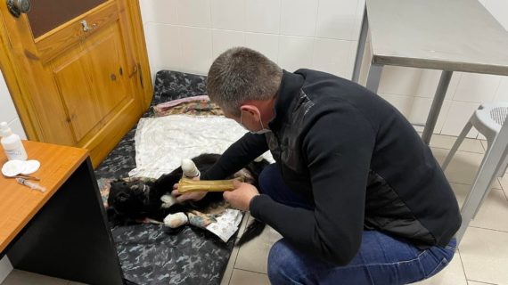 Симферопольской собаке Чернушке, которая осталась без лап, купят коляску