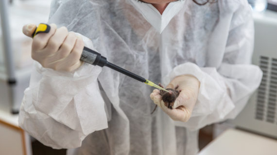 Учёные из КФУ протестировали крымскую вакцину от коронавируса на мышах