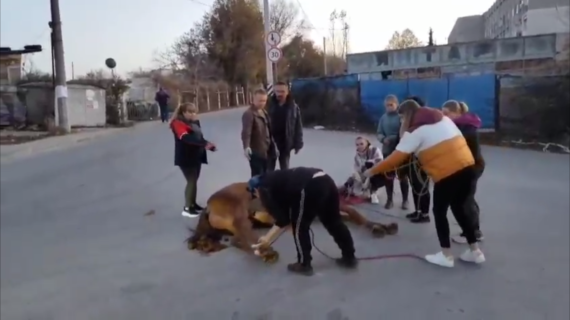 В Севастополе автомобилист сбил лошадь. ВИДЕО