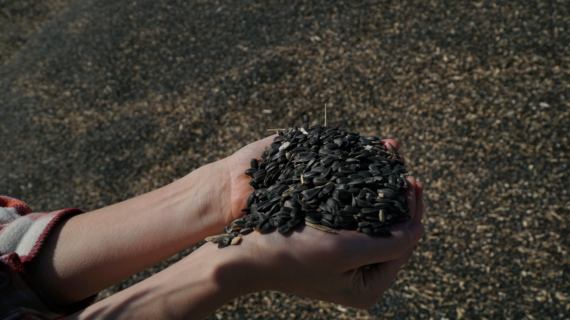 В Крыму собрали более 97 тысяч тонн семян подсолнуха