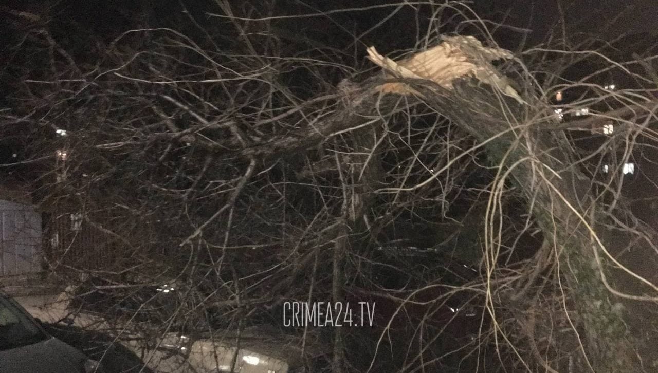 Валит деревья, срывает крыши, нет электричества: сильный ветер обрушился на Симферополь