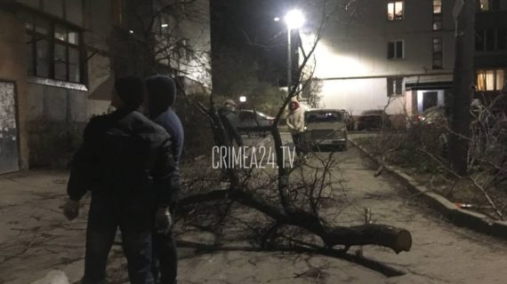 Сильный ветер повалил в Симферополе 43 дерева и повредил 10 крыш домов