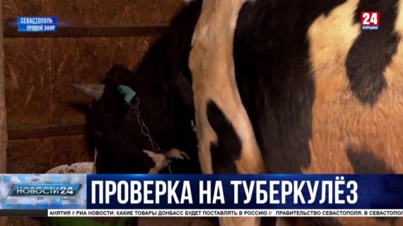 В Севастополе крупный рогатый скот проверяют на туберкулёз