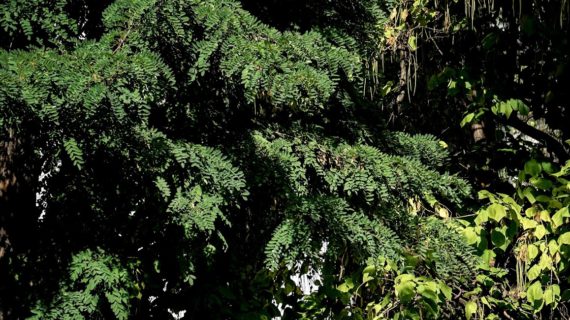 Почти 7 тысяч деревьев спилят в Симферополе
