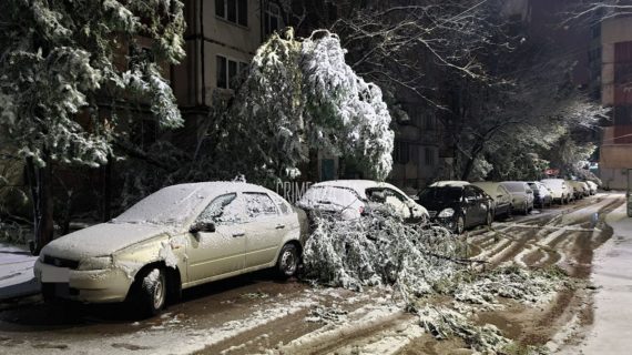 За ночь в Крыму 10 автомобилей оказались повреждены из-за упавших деревьев