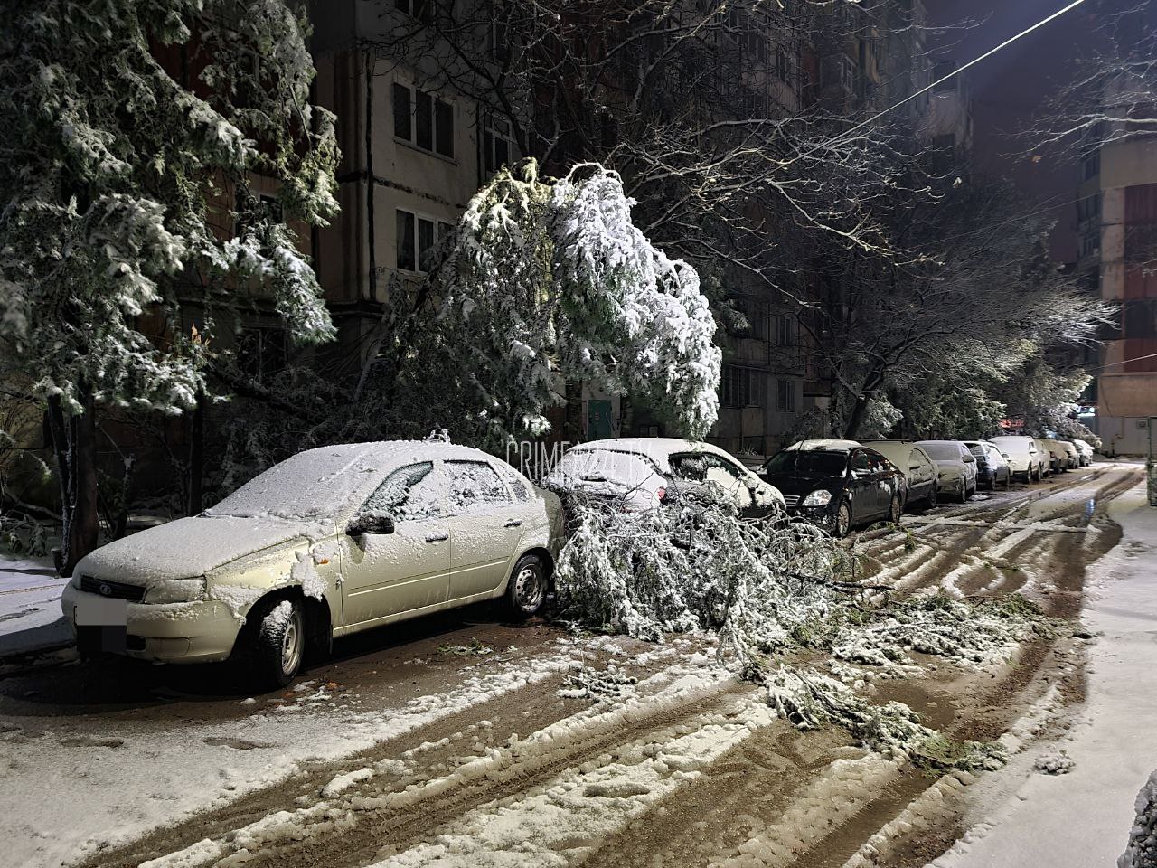 За ночь в Крыму 10 автомобилей оказались повреждены из-за упавших деревьев