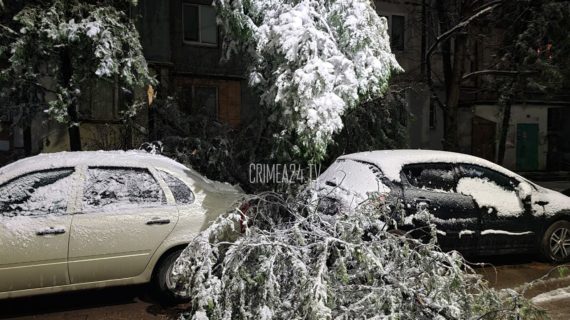 На улице Бела Куна в Симферополе дерево упало между машинами. ФОТО, ВИДЕО