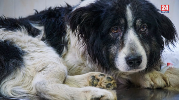 Симферопольские врачи выхаживают пса, которого спасли из ледяной реки. ФОТОРЕПОРТАЖ