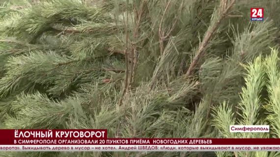 В Симферополе организовали 20 пунктов приёма новогодних деревьев